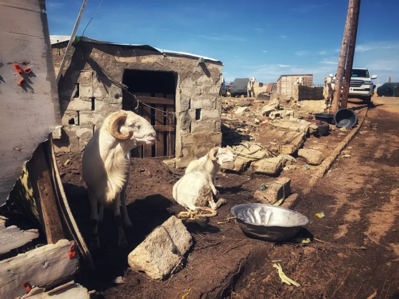 SENEGAL 2019