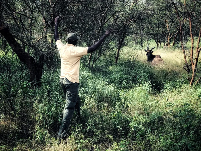 SENEGAL 2019