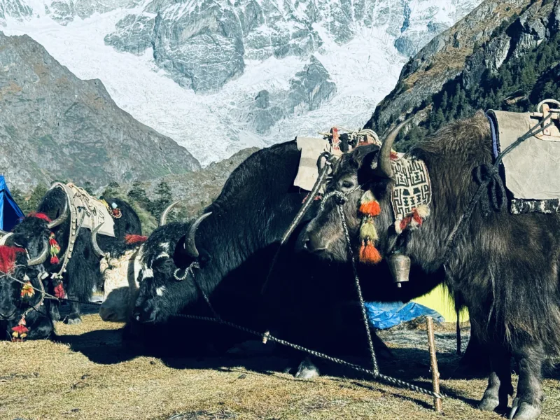 BHUTAN snowman trek 2025