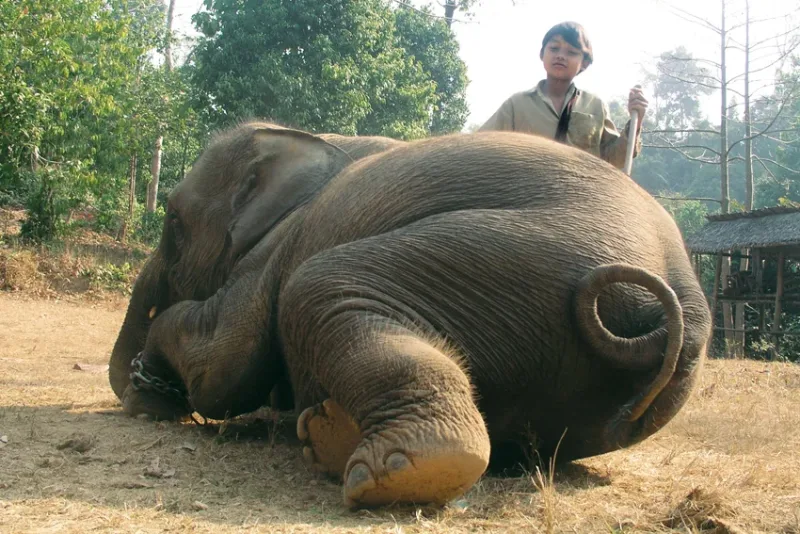 Barma 2007