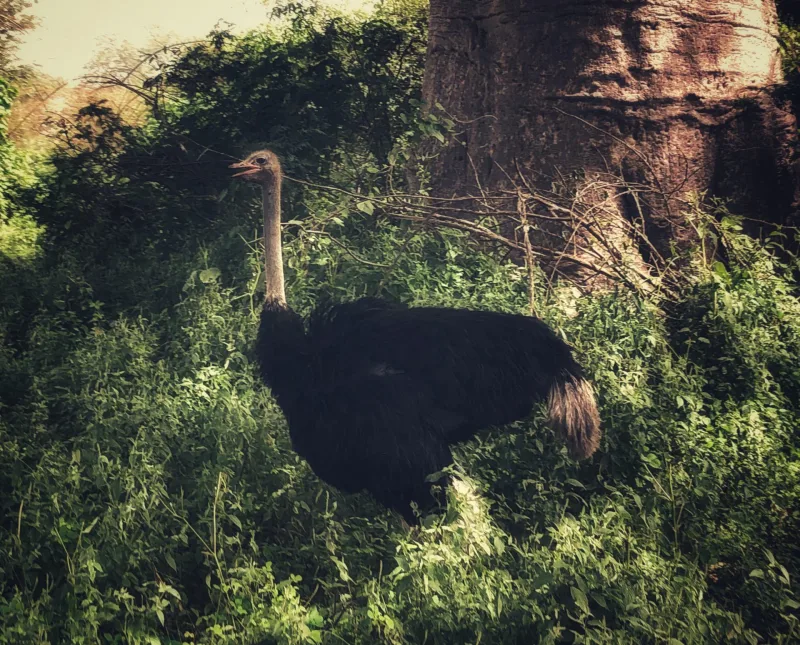 SENEGAL 2019