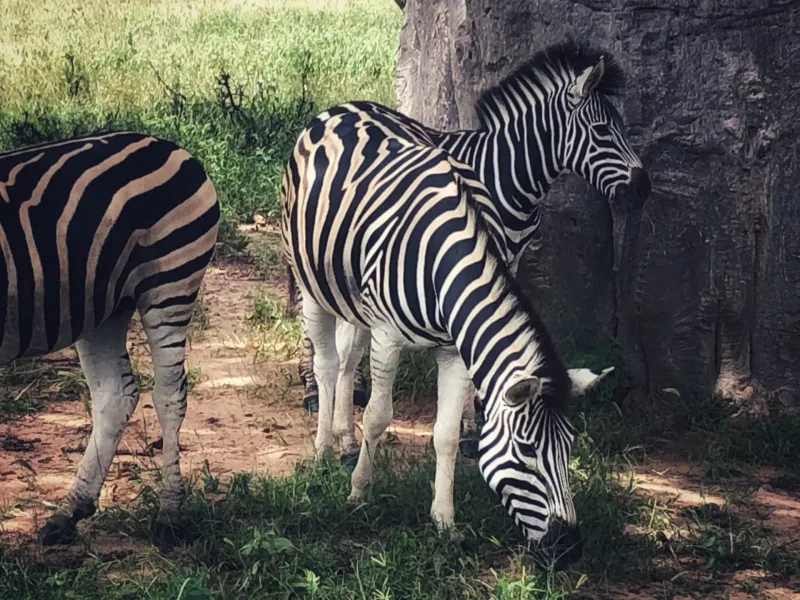 SENEGAL 2019