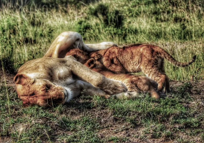 AFRIKA 2018