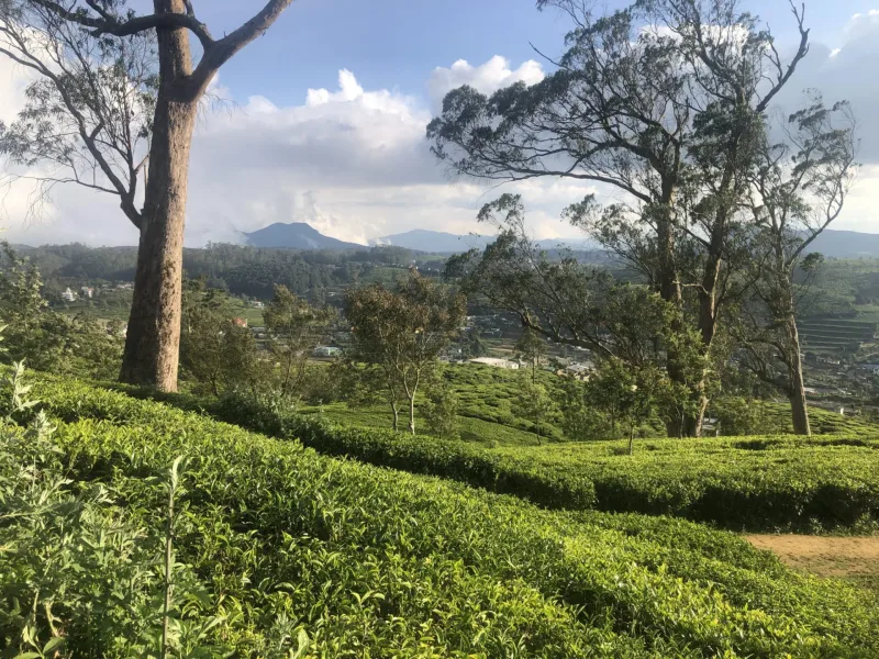 SRI LANKA tuktukem 2022