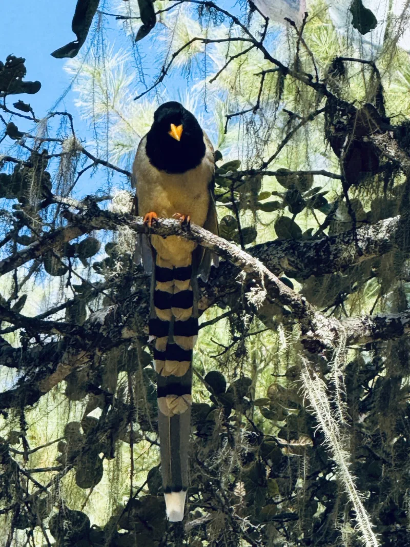 BHUTAN snowman trek 2025
