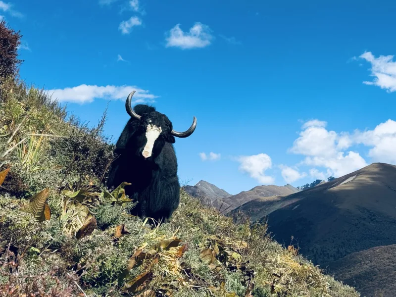 BHUTAN snowman trek 2025